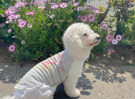 小さくなった子供服を犬用Tシャツにリメイク♪【古着OK/小型犬編/犬服リメイク】