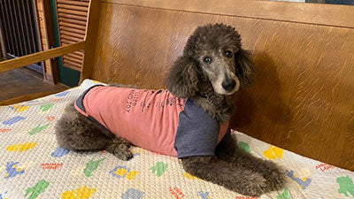 大人TシャツをドッグTシャツにリメイク♪【大型犬編/犬服リメイク】
